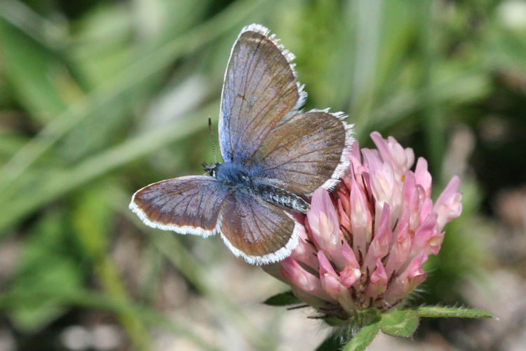 Plebejus argus: Bild 6