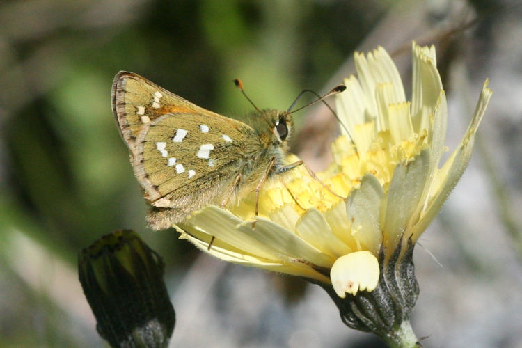 Hesperia comma: Bild 3