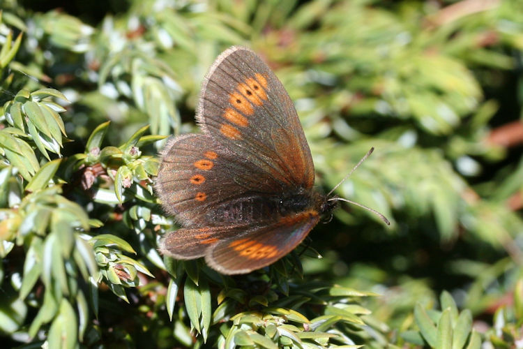 Erebia melampus: Bild 30