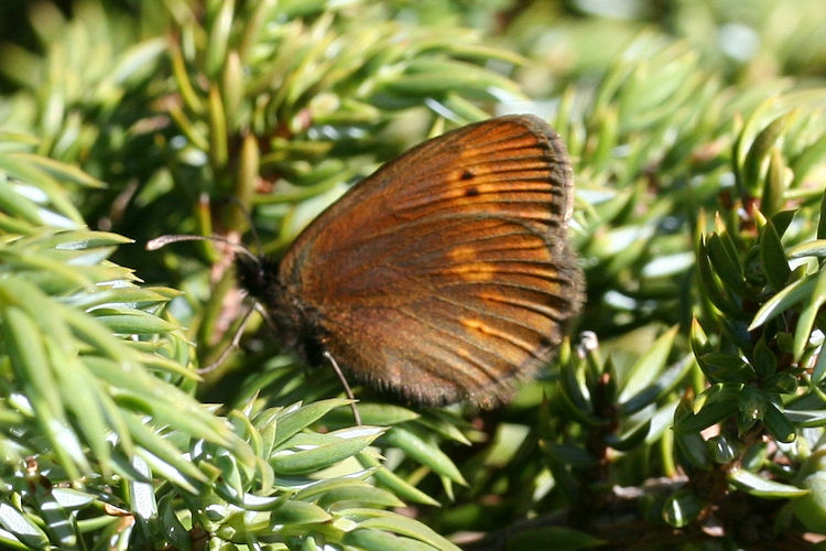 Erebia melampus: Bild 25