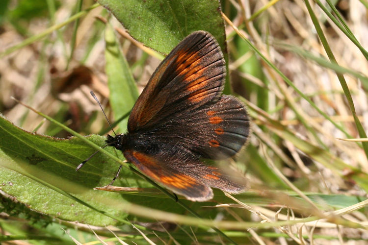 Erebia melampus: Bild 21