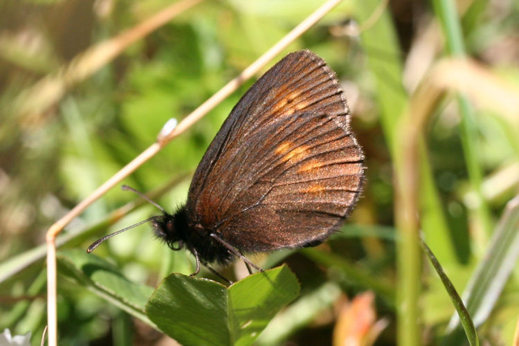 Erebia melampus: Bild 34