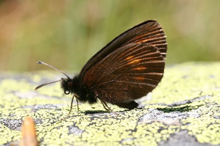 Erebia melampus: Bild 28