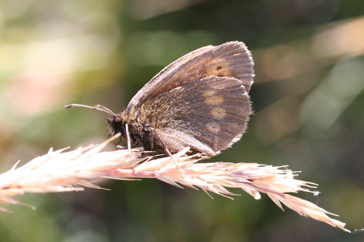 Erebia melampus: Bild 35