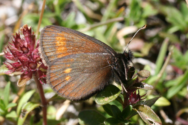 Erebia melampus: Bild 27