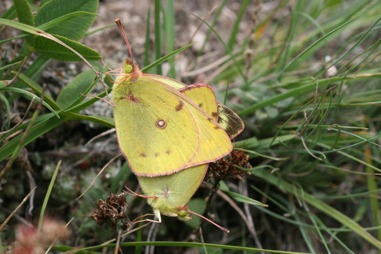 Colias alfacariensis: Bild 17