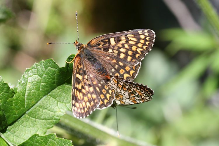 Melitaea phoebe: Bild 24