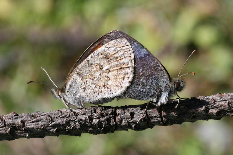 Erebia tyndarus: Bild 31