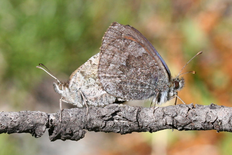 Erebia tyndarus: Bild 32