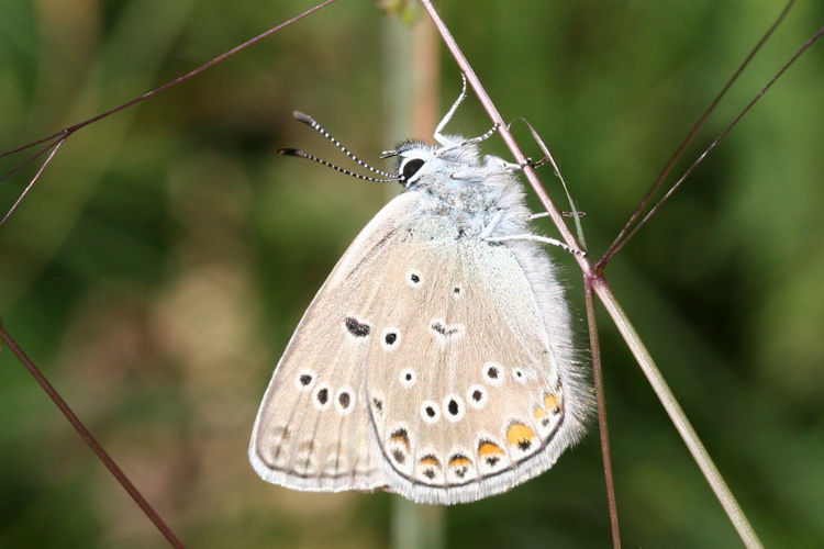 Polyommatus amandus: Bild 20