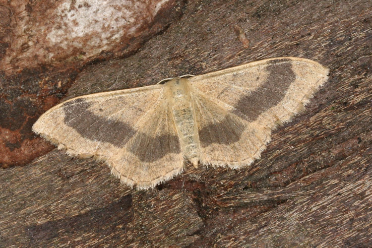 Idaea aversata: Bild 22