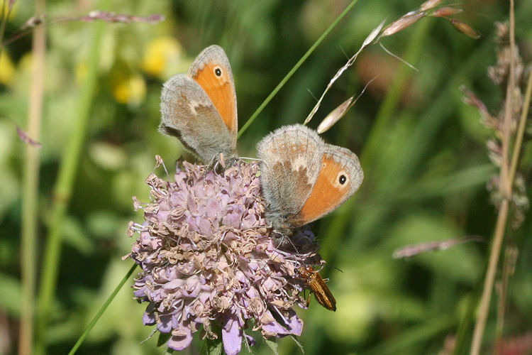 Coenonympha pamphilus: Bild 19