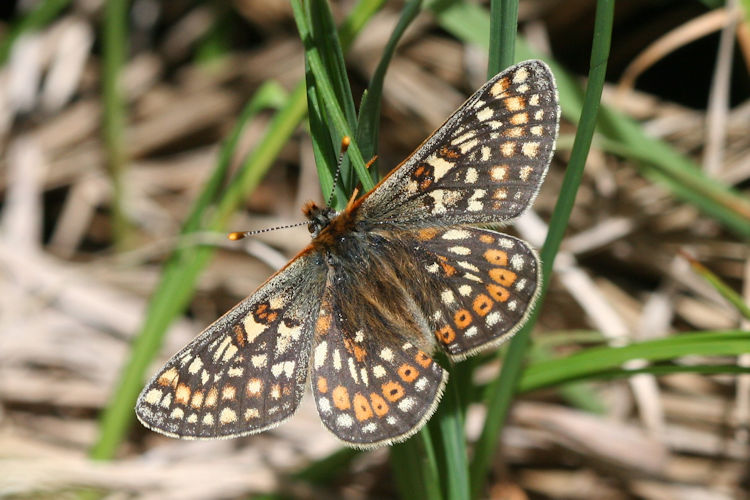 Euphydryas aurinia glaciegenita: Bild 8