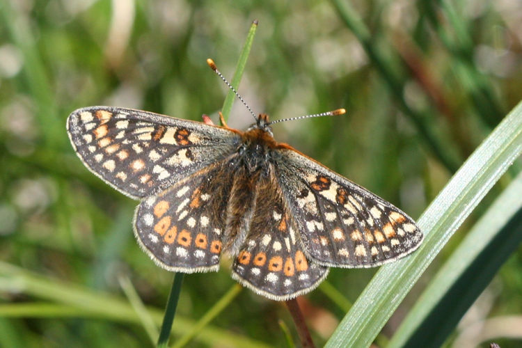 Euphydryas aurinia glaciegenita: Bild 9