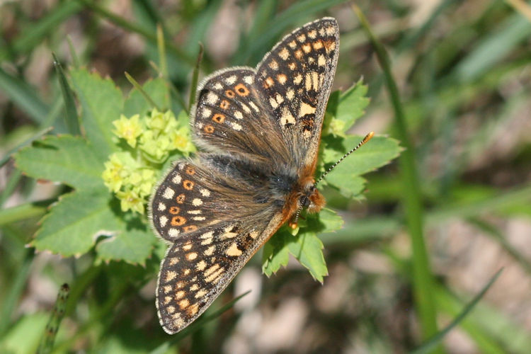 Euphydryas aurinia glaciegenita: Bild 10