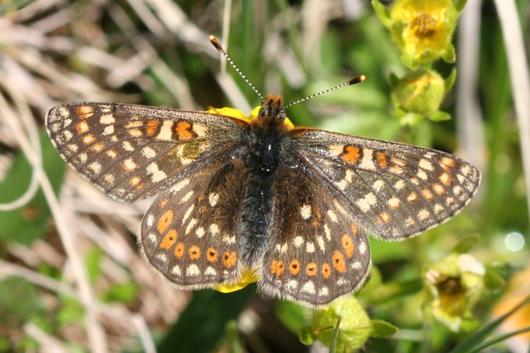 Euphydryas aurinia glaciegenita: Bild 11