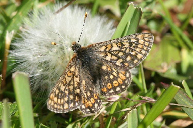 Euphydryas aurinia glaciegenita: Bild 12