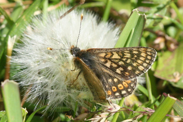 Euphydryas aurinia glaciegenita: Bild 13