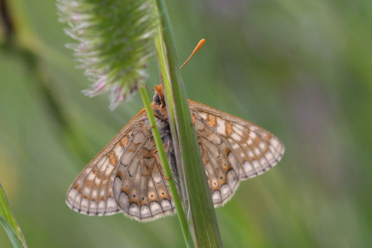 Euphydryas aurinia glaciegenita: Bild 28