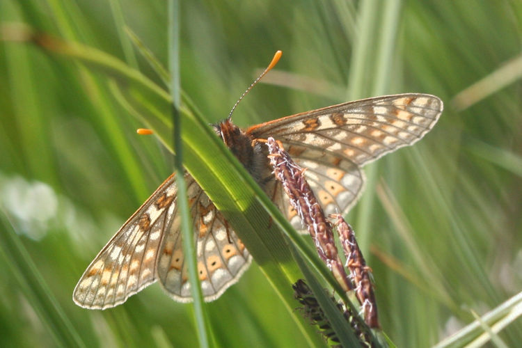 Euphydryas aurinia glaciegenita: Bild 29