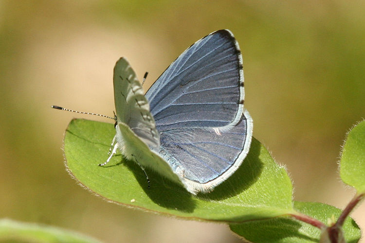 Celastrina argiolus: Bild 2