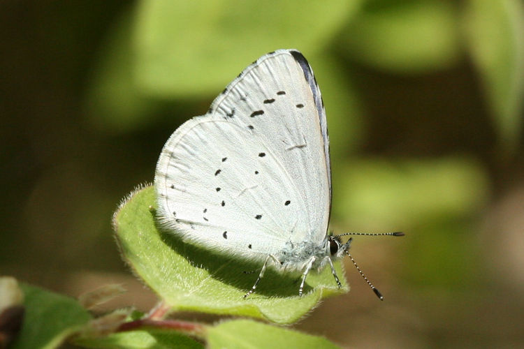 Celastrina argiolus: Bild 7