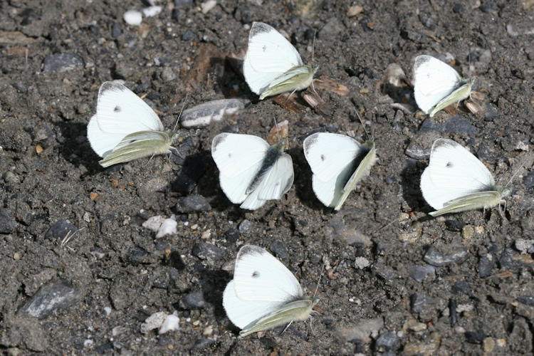 Pieris mannii alpigena: Bild 3