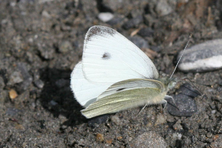 Pieris mannii alpigena: Bild 4