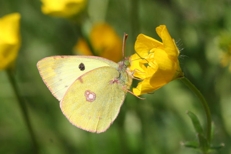 Colias alfacariensis: Bild 2