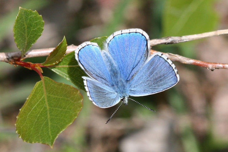 Lysandra bellargus: Bild 1