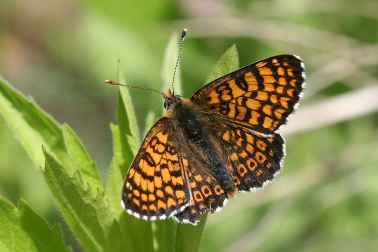 Melitaea cinxia: Bild 4