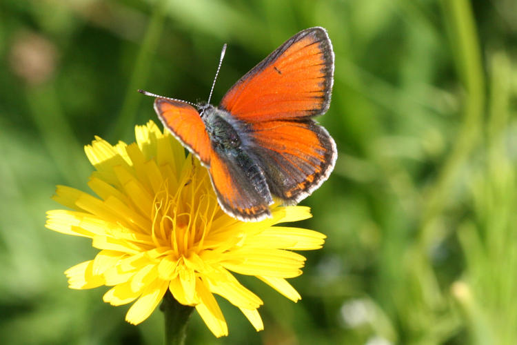 Lycaena hippothoe euridice: Bild 1