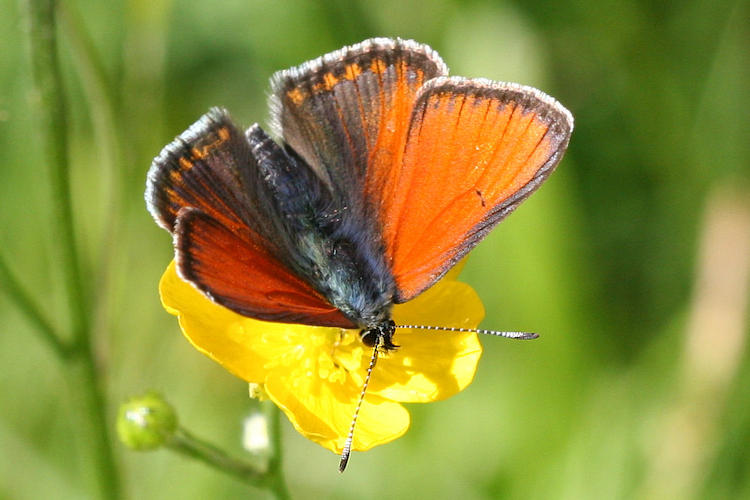 Lycaena hippothoe euridice: Bild 2