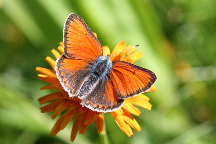 Lycaena hippothoe euridice: Bild 3