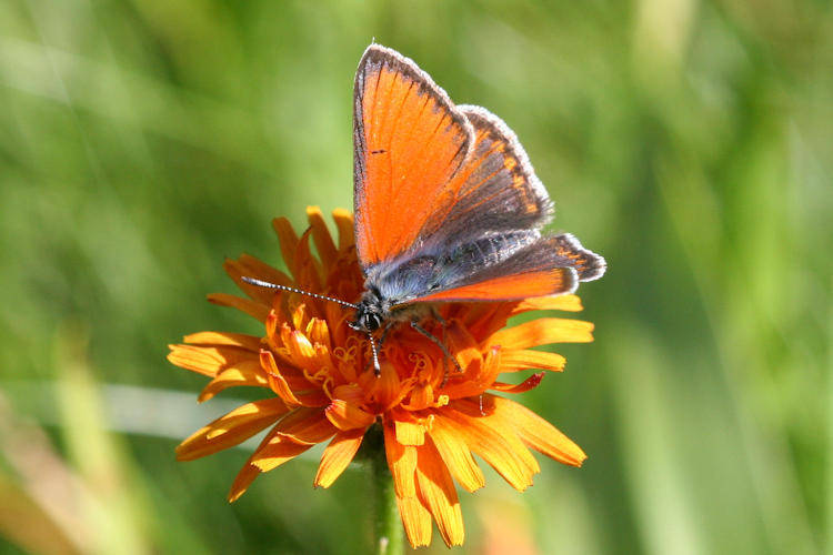 Lycaena hippothoe euridice: Bild 4