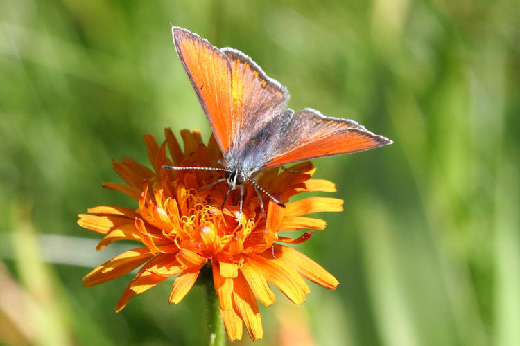 Lycaena hippothoe euridice: Bild 5