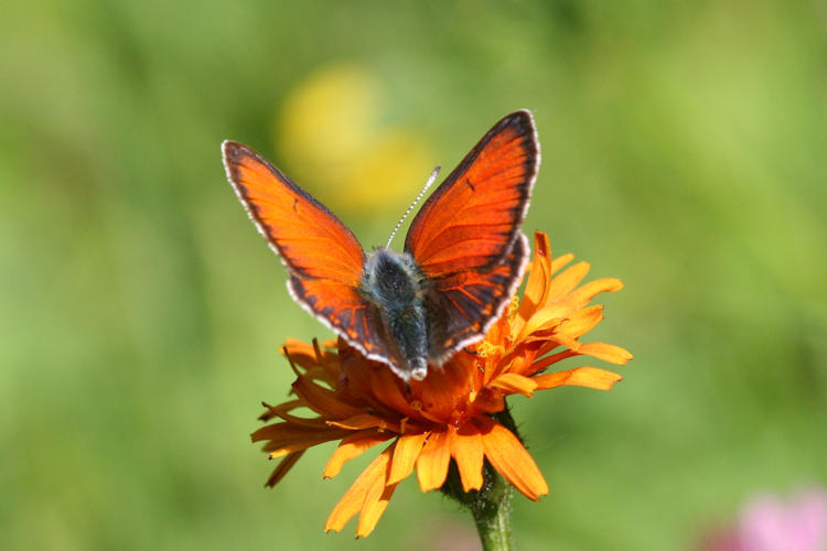 Lycaena hippothoe euridice: Bild 6