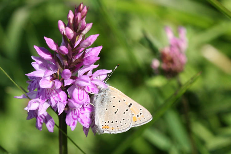 Lycaena hippothoe euridice: Bild 18