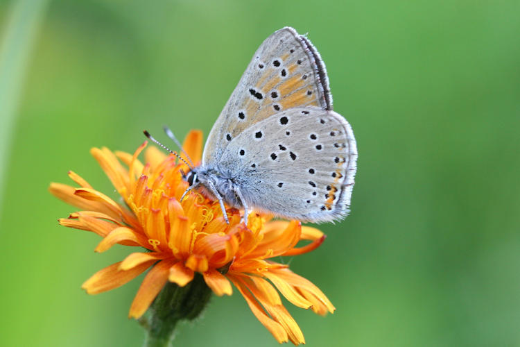 Lycaena hippothoe euridice: Bild 19