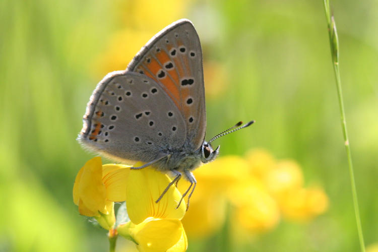 Lycaena hippothoe euridice: Bild 20