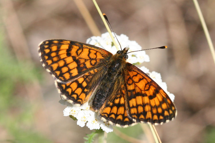 Melitaea deione berisali: Bild 1