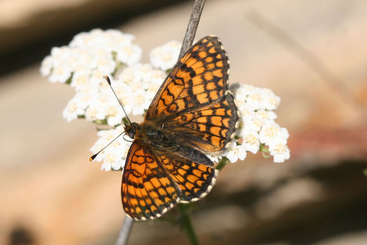 Melitaea deione berisali: Bild 2