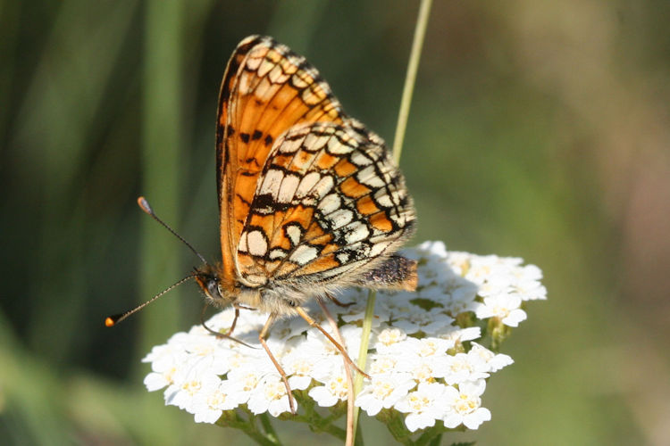 Melitaea deione berisali: Bild 9