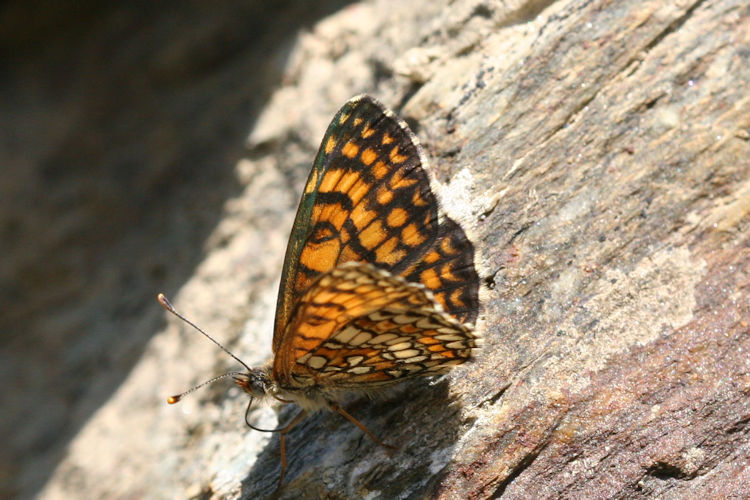 Melitaea deione berisali: Bild 10