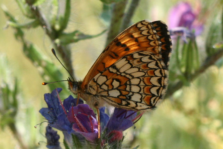 Melitaea deione berisali: Bild 11