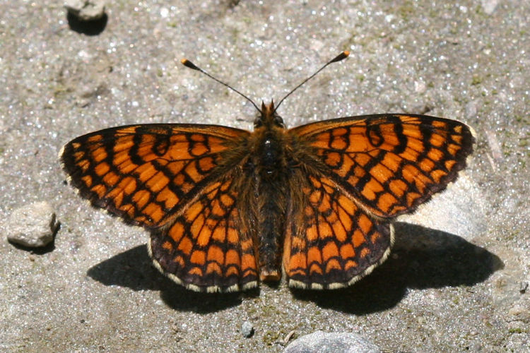 Melitaea deione berisali: Bild 3