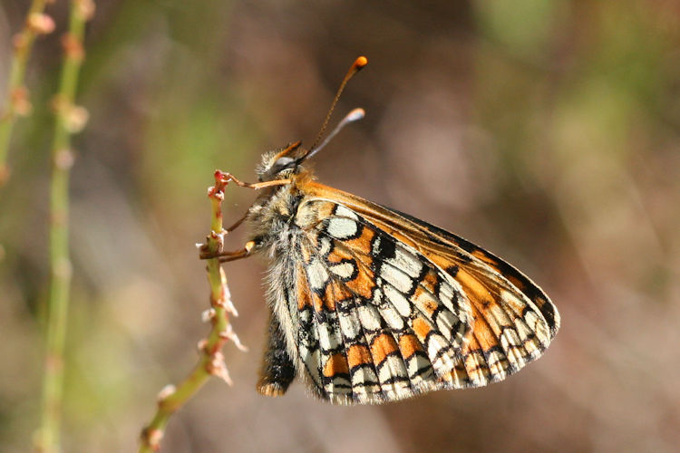 Melitaea deione berisali: Bild 12