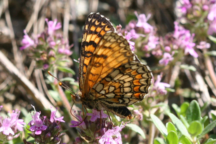 Melitaea deione berisali: Bild 13