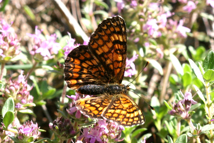 Melitaea deione berisali: Bild 7