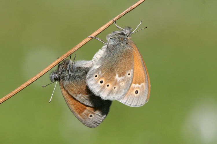 Coenonympha tullia: Bild 8